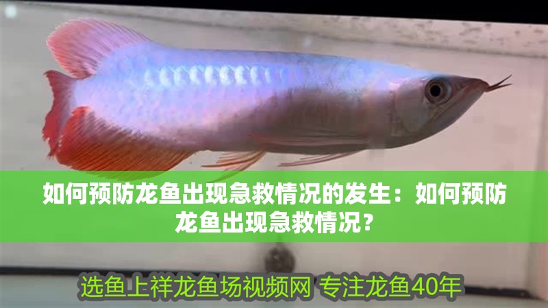 如何預防龍魚出現急救情況的發生：如何預防龍魚出現急救情況？ 如何預防龍魚出現急救情況的發生：如何預防龍魚出現急救情況？ 水族問答