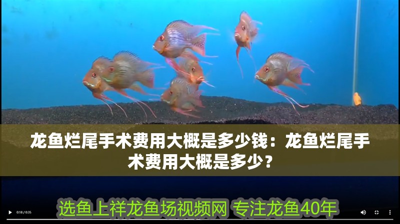 龍魚(yú)爛尾手術(shù)費(fèi)用大概是多少錢(qián)：龍魚(yú)爛尾手術(shù)費(fèi)用大概是多少？