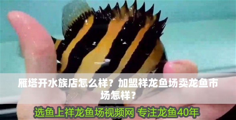 雁塔開水族店怎么樣？加盟祥龍魚場賣龍魚市場怎樣？