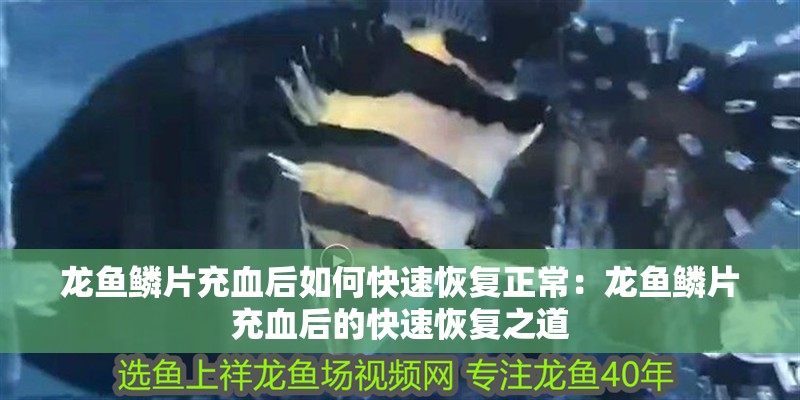 龍魚鱗片充血后如何快速恢復(fù)正常：龍魚鱗片充血后的快速恢復(fù)之道