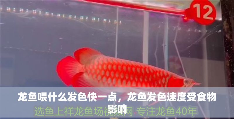 龍魚喂什么發色快一點，龍魚發色速度受食物影響