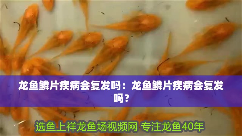龍魚鱗片疾病會復發嗎：龍魚鱗片疾病會復發嗎？