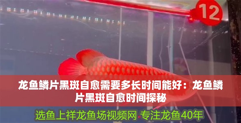 龍魚鱗片黑斑自愈需要多長時間能好：龍魚鱗片黑斑自愈時間探秘