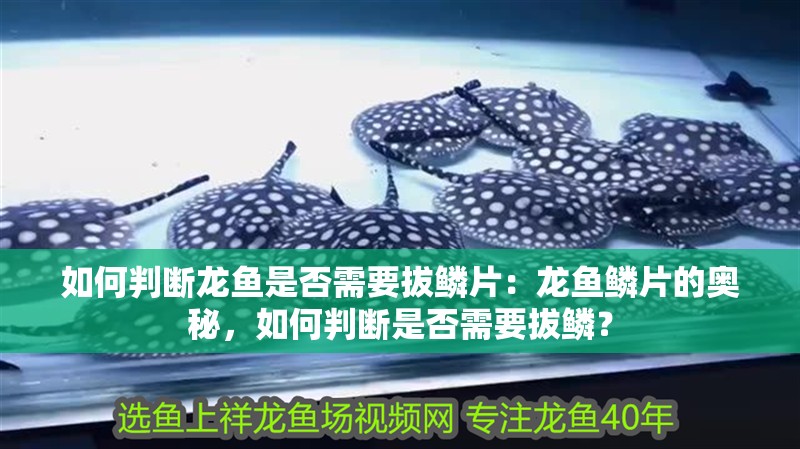 如何判斷龍魚是否需要拔鱗片：龍魚鱗片的奧秘，如何判斷是否需要拔鱗？