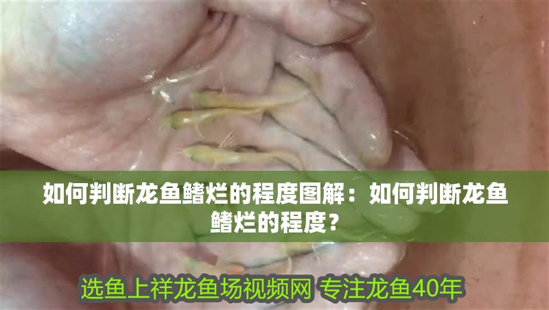 如何判斷龍魚鰭爛的程度圖解：如何判斷龍魚鰭爛的程度？