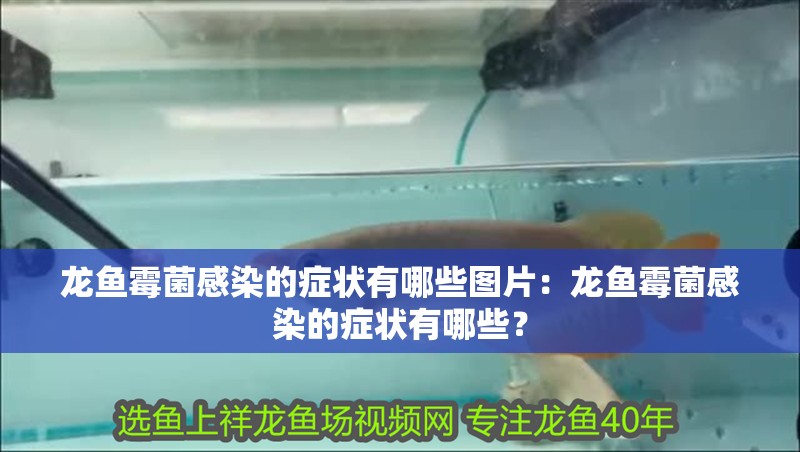 龍魚霉菌感染的癥狀有哪些圖片：龍魚霉菌感染的癥狀有哪些？