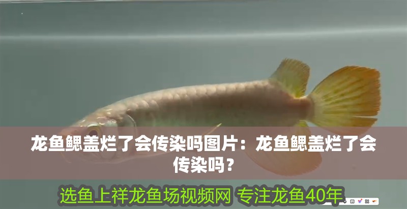 龍魚(yú)鰓蓋爛了會(huì)傳染嗎圖片：龍魚(yú)鰓蓋爛了會(huì)傳染嗎？