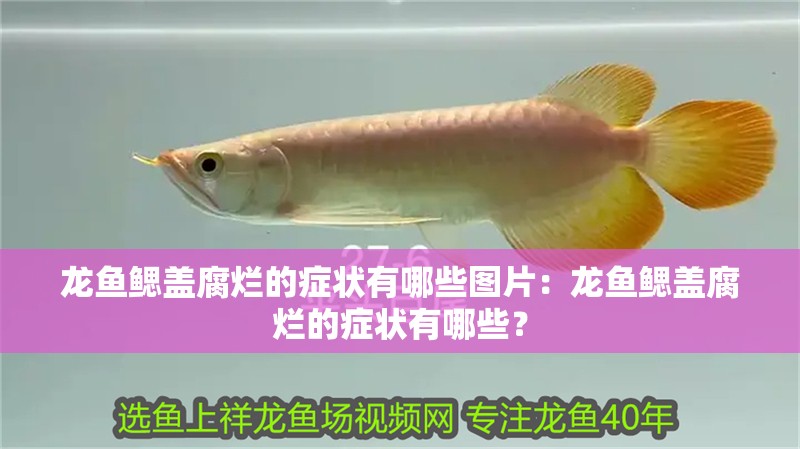 龍魚鰓蓋腐爛的癥狀有哪些圖片：龍魚鰓蓋腐爛的癥狀有哪些？