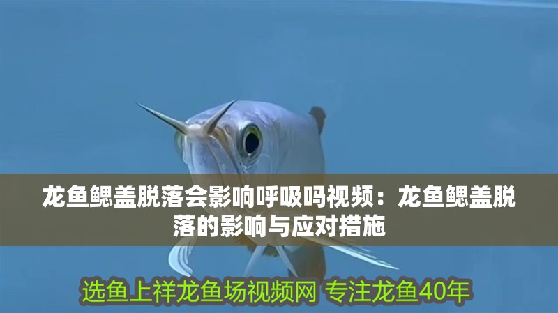 魚缸用增氧泵價格是多少:魚缸增氧機-xtrac增氧機-xtrac增氧機 龍魚鰓蓋脫落會影響呼吸嗎視頻:龍魚鰓蓋脫落的影響與應對措施 水族問答 龍魚鰓蓋脫落會影響呼吸嗎視頻:龍魚鰓蓋脫落的影響與應對措施 龍魚鰓蓋脫落會影響呼吸嗎視頻:龍魚鰓蓋脫落的影響與應對措施 水族問答