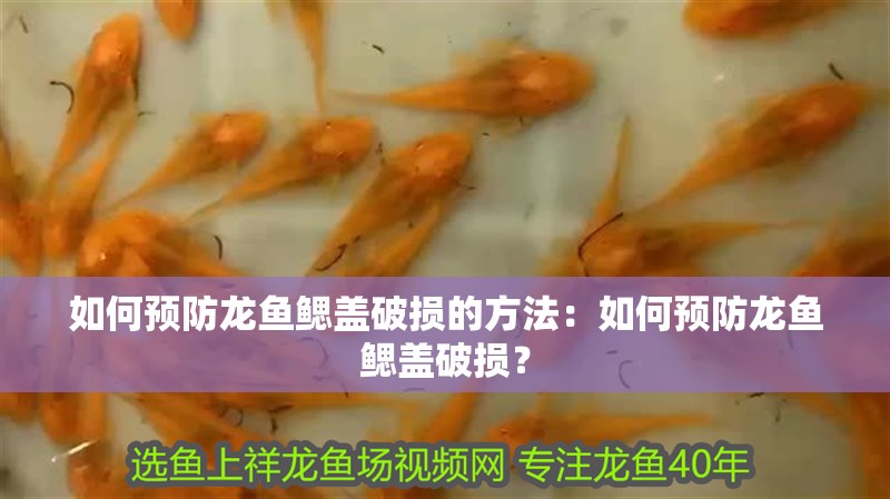 如何預防龍魚鰓蓋破損的方法：如何預防龍魚鰓蓋破損？