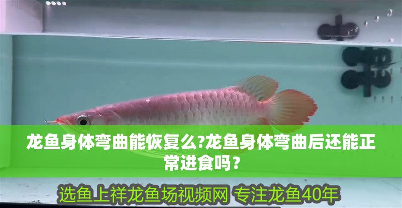 龍魚身體彎曲能恢復么?龍魚身體彎曲后還能正常進食嗎？