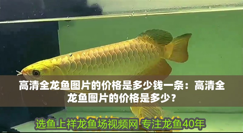 高清全龍魚圖片的價格是多少錢一條：高清全龍魚圖片的價格是多少？