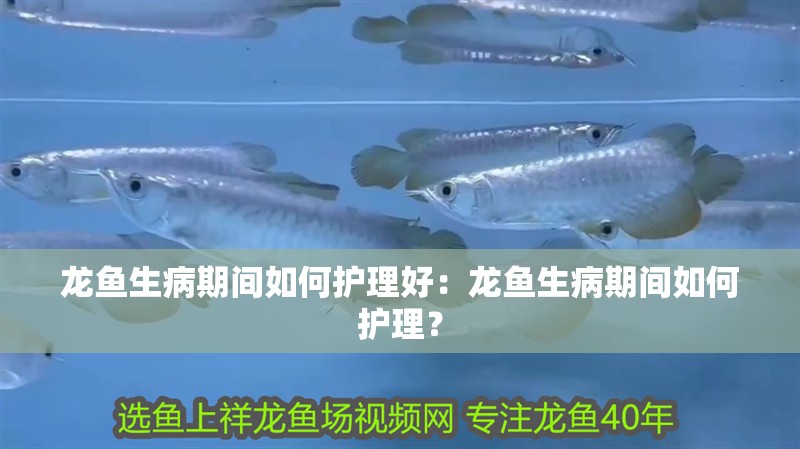 龍魚生病期間如何護理好：龍魚生病期間如何護理？