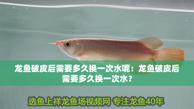 龍魚(yú)破皮后需要多久換一次水呢：龍魚(yú)破皮后需要多久換一次水？
