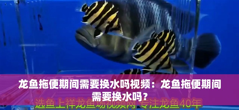 龍魚拖便期間需要換水嗎視頻：龍魚拖便期間需要換水嗎？