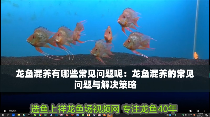 龍魚混養(yǎng)有哪些常見問題呢：龍魚混養(yǎng)的常見問題與解決策略
