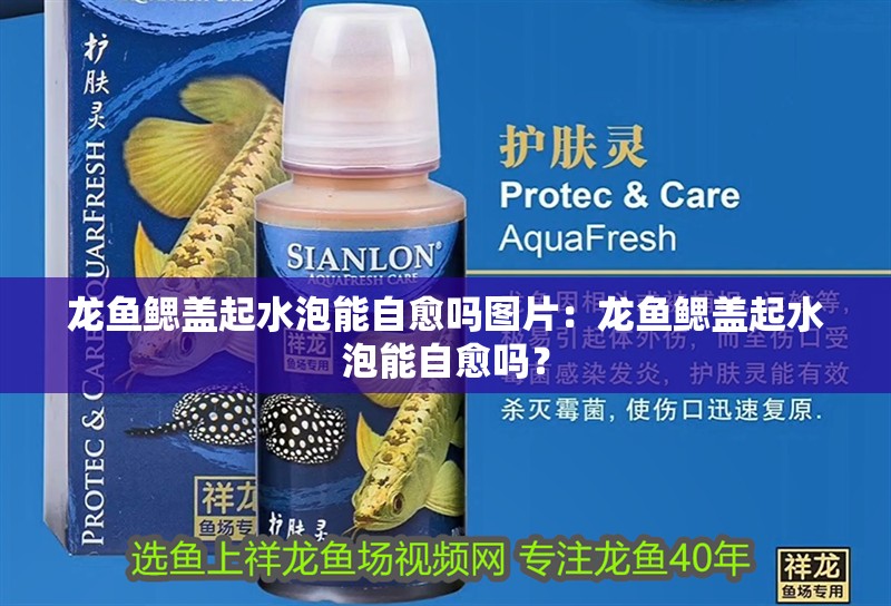 龍魚鰓蓋起水泡能自愈嗎圖片：龍魚鰓蓋起水泡能自愈嗎？