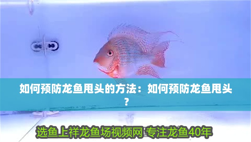 如何預(yù)防龍魚甩頭的方法：如何預(yù)防龍魚甩頭？
