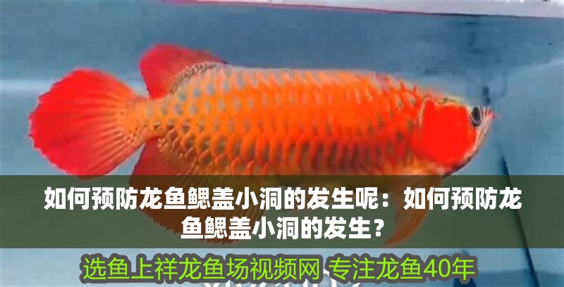 如何預(yù)防龍魚(yú)鰓蓋小洞的發(fā)生呢：如何預(yù)防龍魚(yú)鰓蓋小洞的發(fā)生？