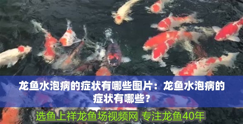 龍魚水泡病的癥狀有哪些圖片：龍魚水泡病的癥狀有哪些？