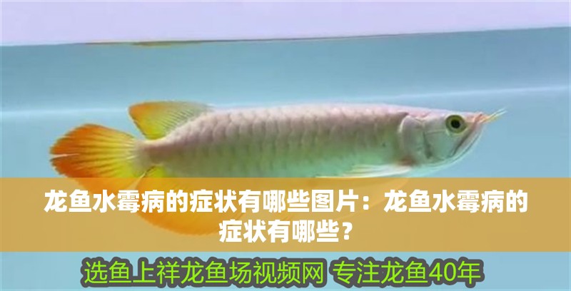 龍魚水霉病的癥狀有哪些圖片：龍魚水霉病的癥狀有哪些？