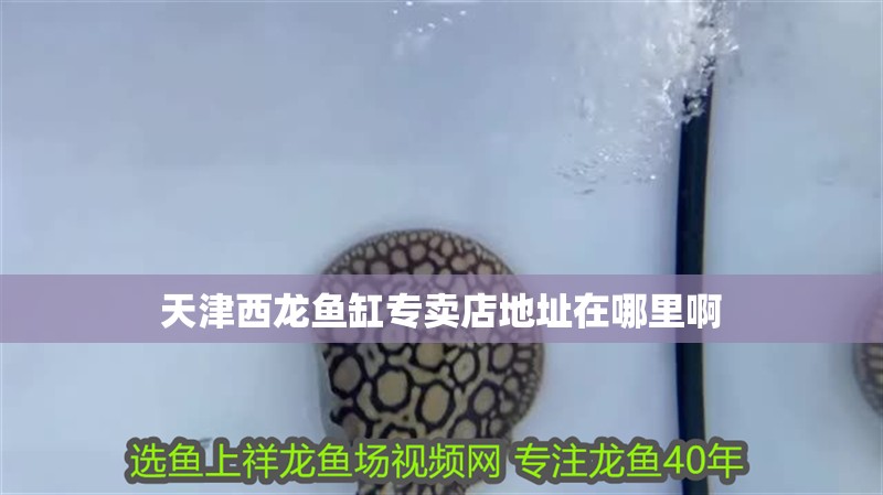 天津西龍魚缸專賣店地址在哪里啊