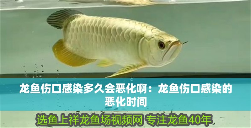 龍魚傷口感染多久會惡化?。糊堲~傷口感染的惡化時間
