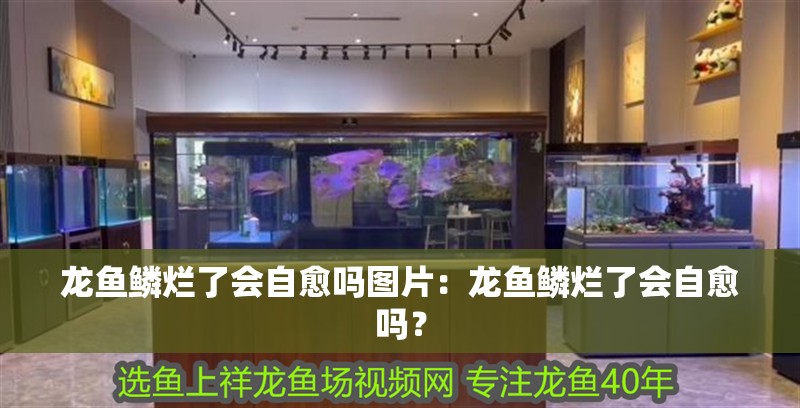 龍魚鱗爛了會自愈嗎圖片：龍魚鱗爛了會自愈嗎？