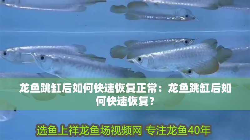 龍魚(yú)跳缸后如何快速恢復(fù)正常：龍魚(yú)跳缸后如何快速恢復(fù)？