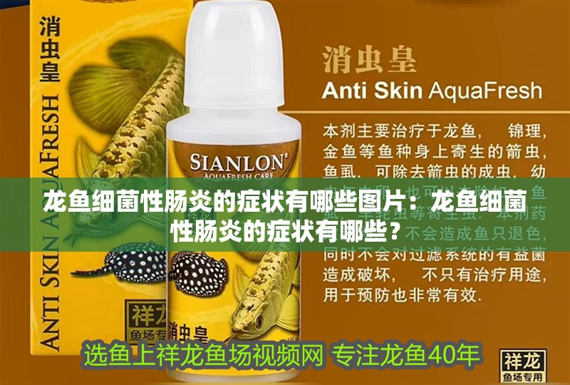 龍魚細(xì)菌性腸炎的癥狀有哪些圖片：龍魚細(xì)菌性腸炎的癥狀有哪些？