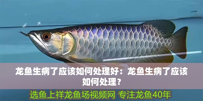 龍魚(yú)生病了應(yīng)該如何處理好：龍魚(yú)生病了應(yīng)該如何處理？