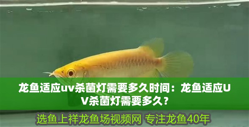 龍魚適應uv殺菌燈需要多久時間：龍魚適應UV殺菌燈需要多久？