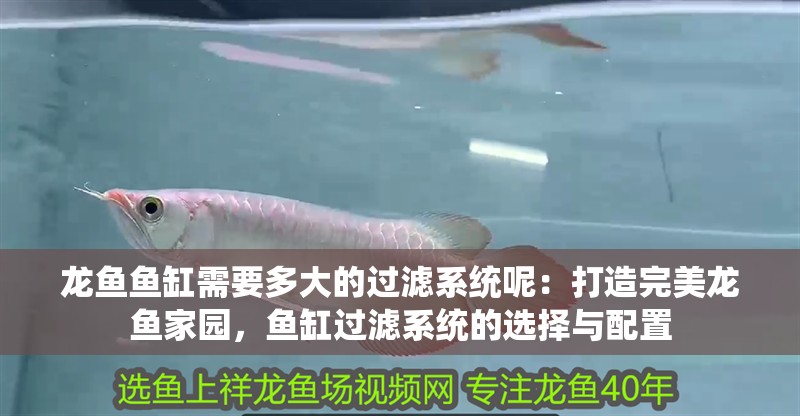 龍魚魚缸需要多大的過(guò)濾系統(tǒng)呢：打造完美龍魚家園，魚缸過(guò)濾系統(tǒng)的選擇與配置
