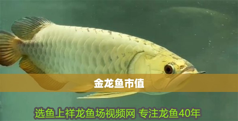 金龍魚市值