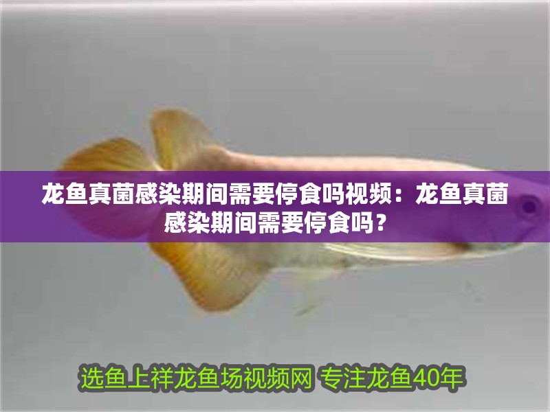龍魚(yú)真菌感染期間需要停食嗎視頻：龍魚(yú)真菌感染期間需要停食嗎？