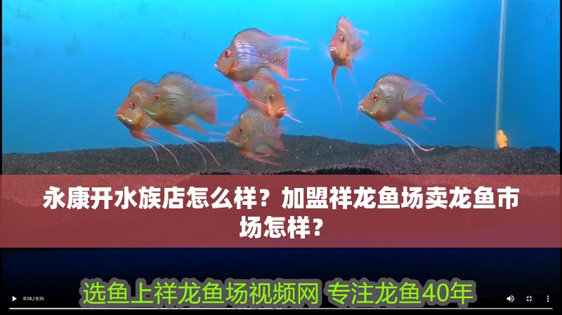 永康開水族店怎么樣？加盟祥龍魚場賣龍魚市場怎樣？