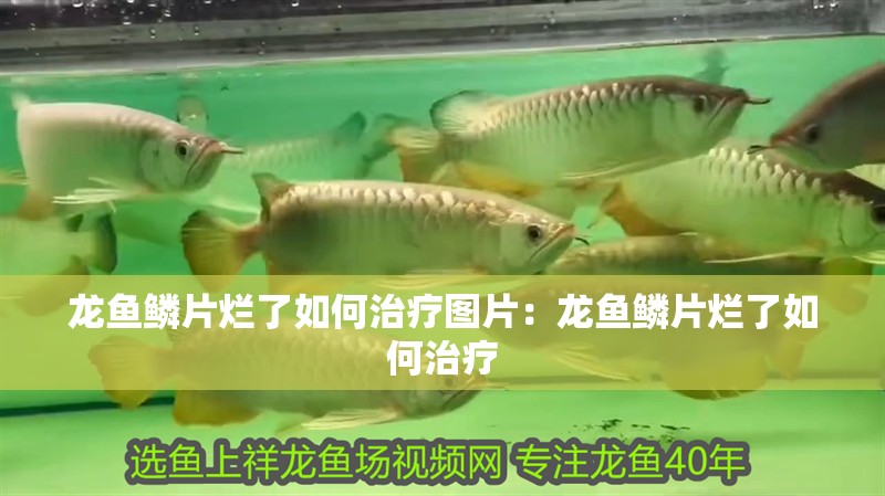 龍魚鱗片爛了如何治療圖片：龍魚鱗片爛了如何治療