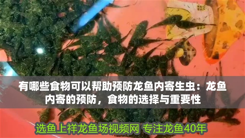 有哪些食物可以幫助預防龍魚內(nèi)寄生蟲：龍魚內(nèi)寄的預防，食物的選擇與重要性