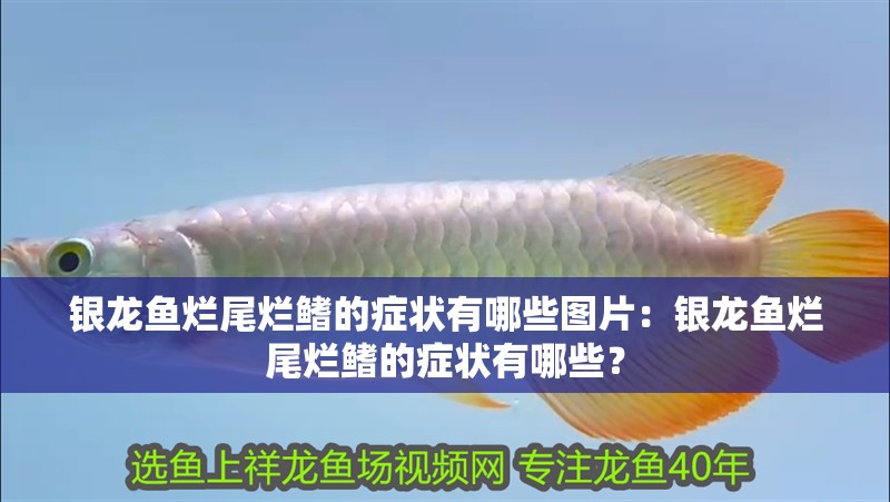 銀龍魚爛尾爛鰭的癥狀有哪些圖片：銀龍魚爛尾爛鰭的癥狀有哪些？