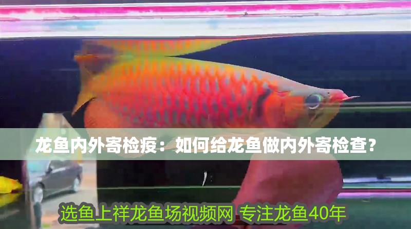 龍魚內外寄檢疫：如何給龍魚做內外寄檢查？