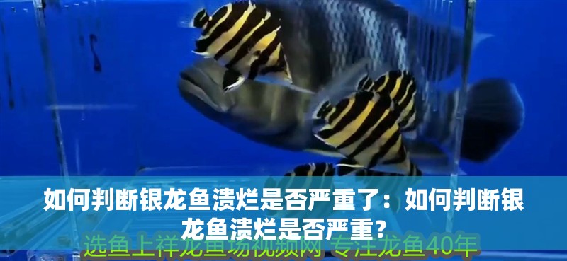 如何判斷銀龍魚潰爛是否嚴(yán)重了：如何判斷銀龍魚潰爛是否嚴(yán)重？
