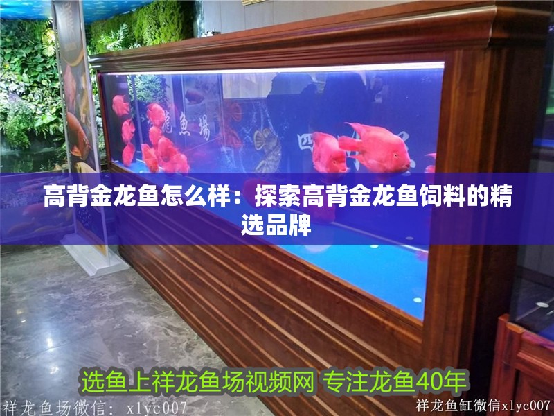 高背金龍魚怎么樣:探索高背金龍魚飼料的精選品牌
