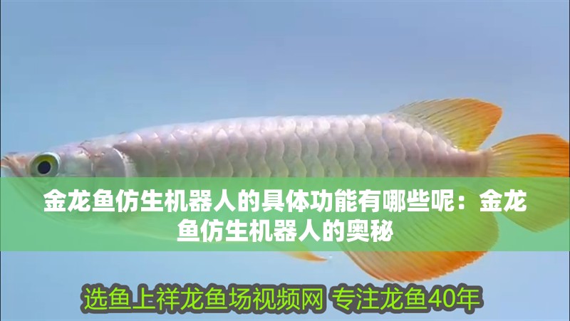 金龍魚仿生機(jī)器人的具體功能有哪些呢：金龍魚仿生機(jī)器人的奧秘