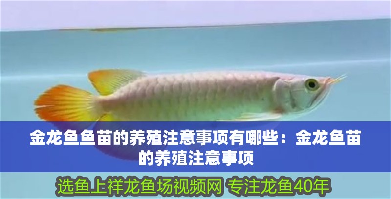 金龍魚魚苗的養(yǎng)殖注意事項有哪些：金龍魚苗的養(yǎng)殖注意事項