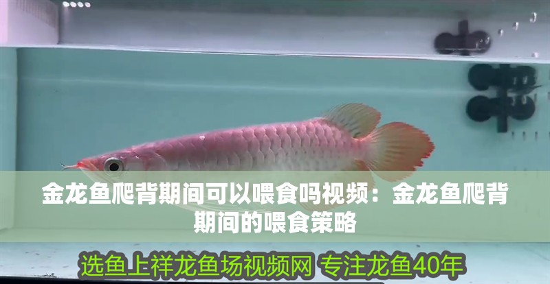 金龍魚爬背期間可以喂食嗎視頻：金龍魚爬背期間的喂食策略