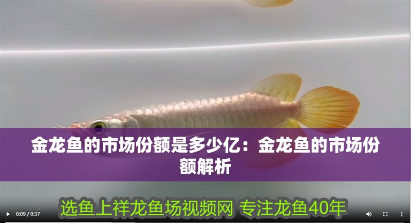 金龍魚的市場份額是多少億：金龍魚的市場份額解析