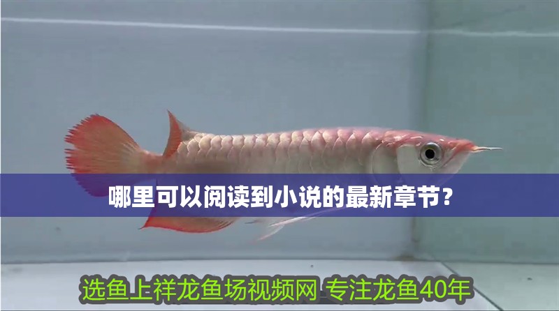 哪里可以閱讀到小說的最新章節(jié)？