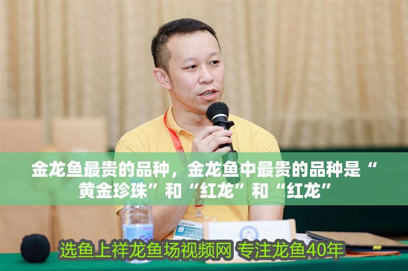 金龍魚最貴的品種，金龍魚中最貴的品種是“黃金珍珠”和“紅龍”和“紅龍”