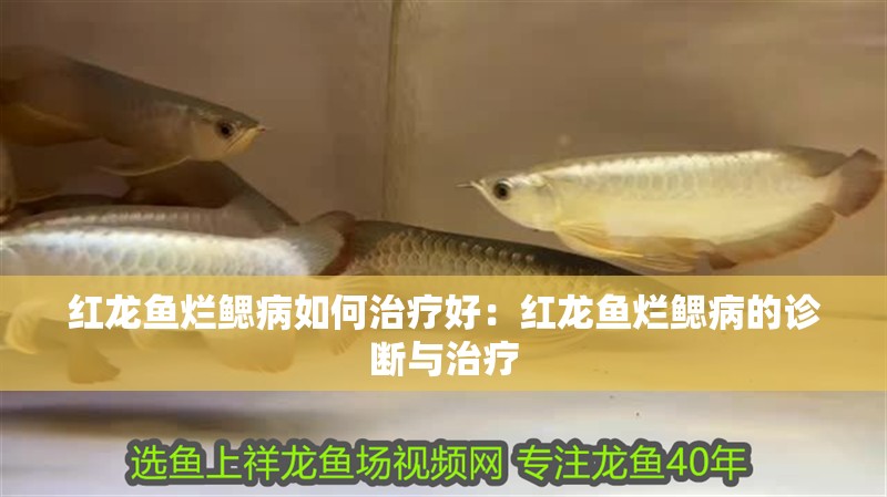 紅龍魚爛鰓病如何治療好：紅龍魚爛鰓病的診斷與治療