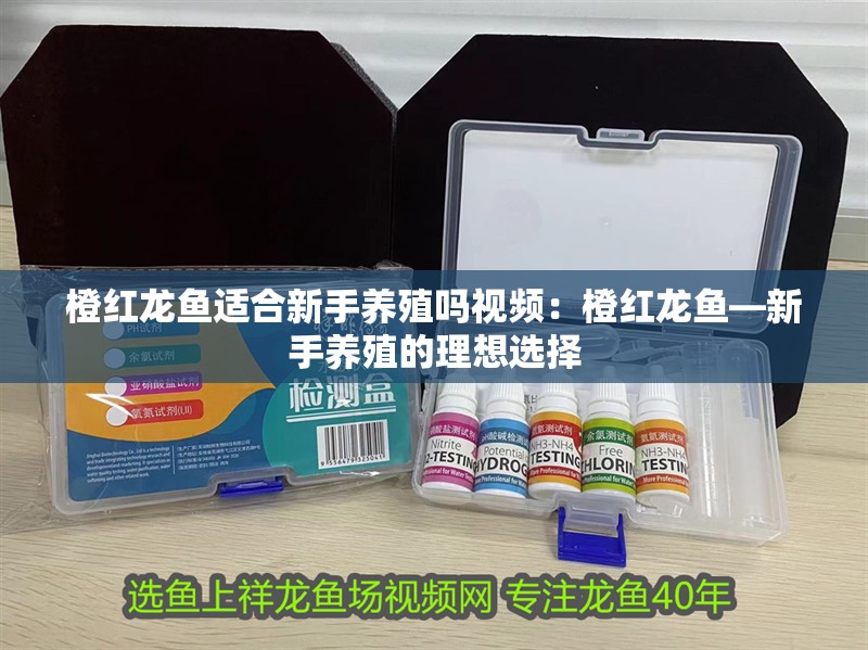 橙紅龍魚適合新手養殖嗎視頻：橙紅龍魚—新手養殖的理想選擇